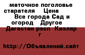 маточное поголовье старателя  › Цена ­ 3 700 - Все города Сад и огород » Другое   . Дагестан респ.,Кизляр г.
